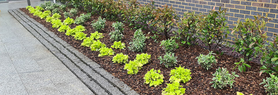 well maintained border planting
